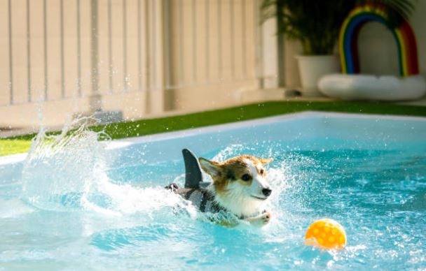 Doggie Pools Game Fun Activities for your Dogs