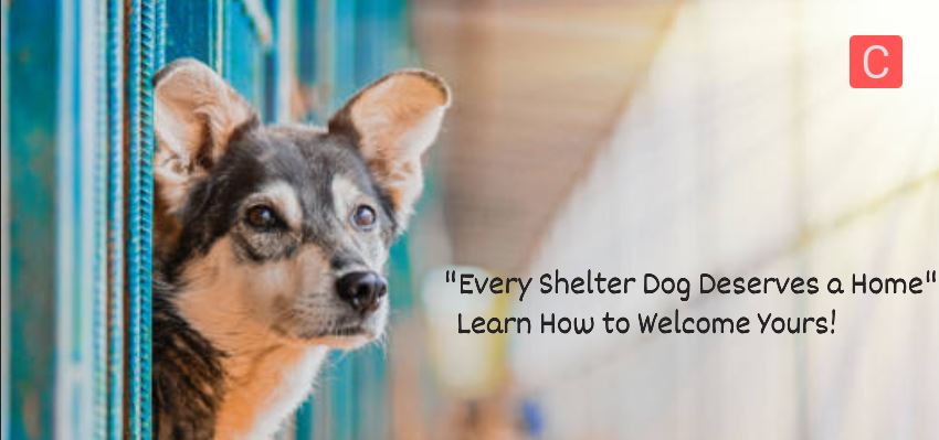  How to Adopt a Dog from a Shelter: Step-by-Step Guide
