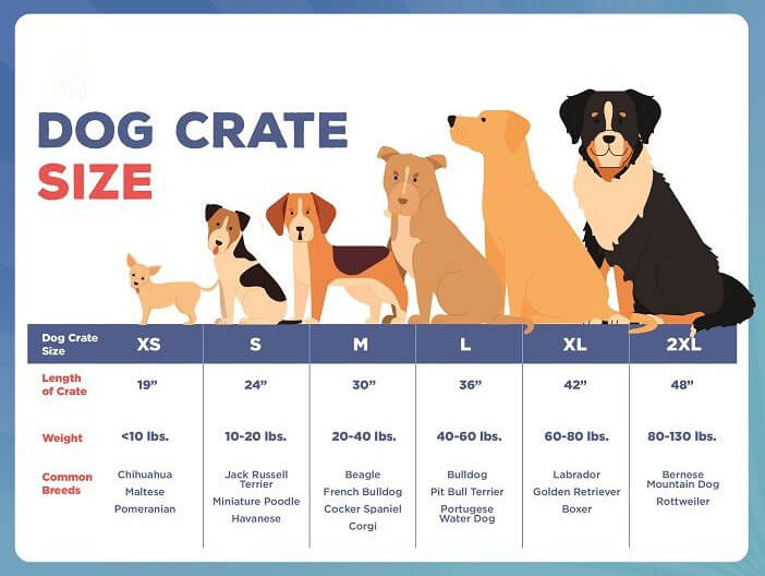 the most popular and beloved golden-retriever