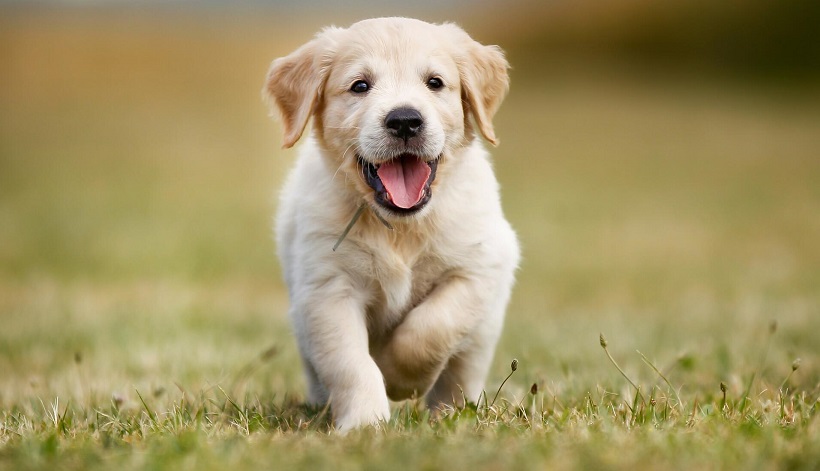 The Most Comfortable Dog Harnesses for Everyday Use