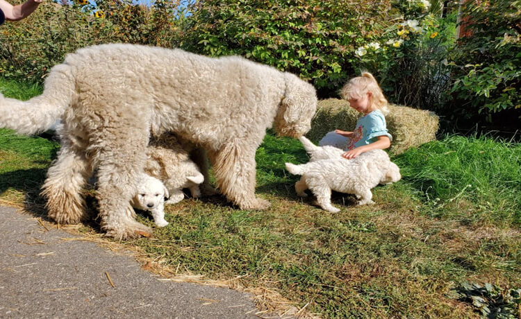 Komondor