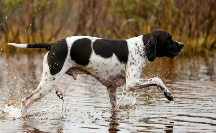 Pointer