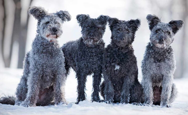 Pumi