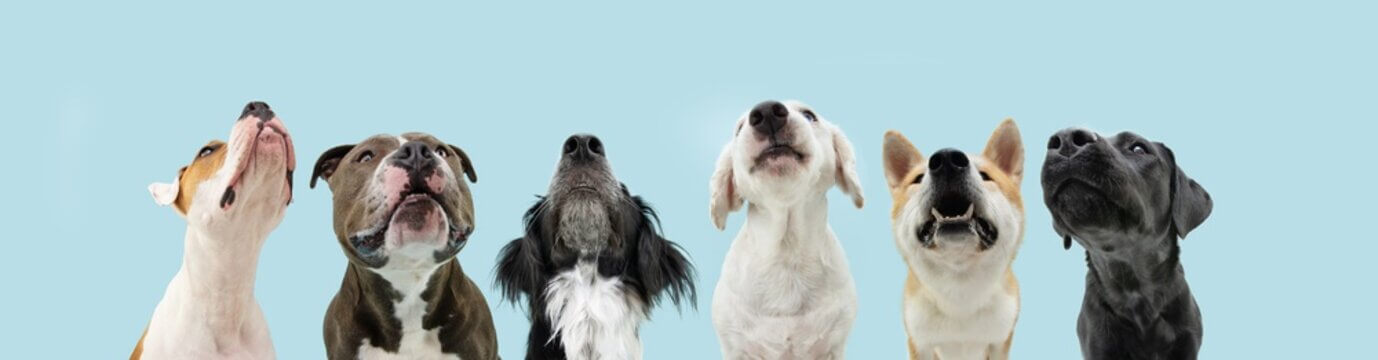 Welcome to Our Dog Care Blog