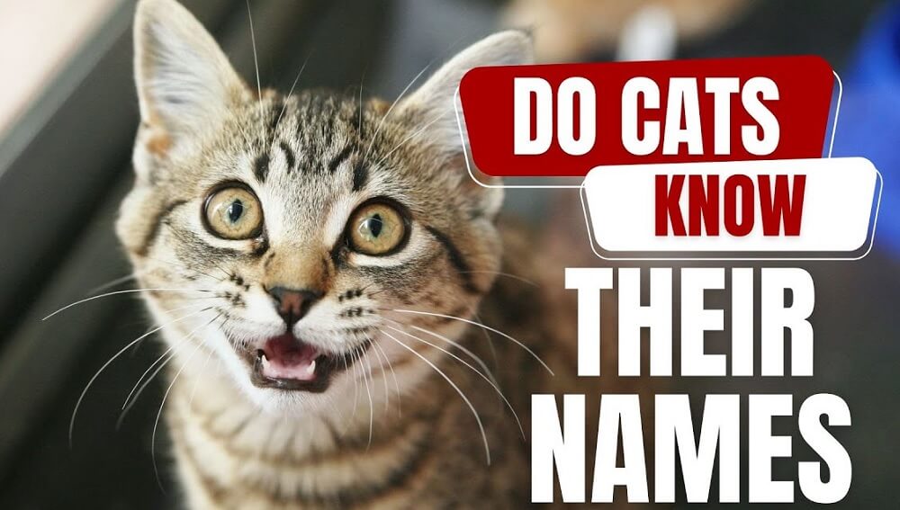 Unique and Popular Cat Names for Every Breed Critter Nets