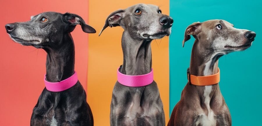 Unique and Popular Dog Names for Every Breed Critter Nets