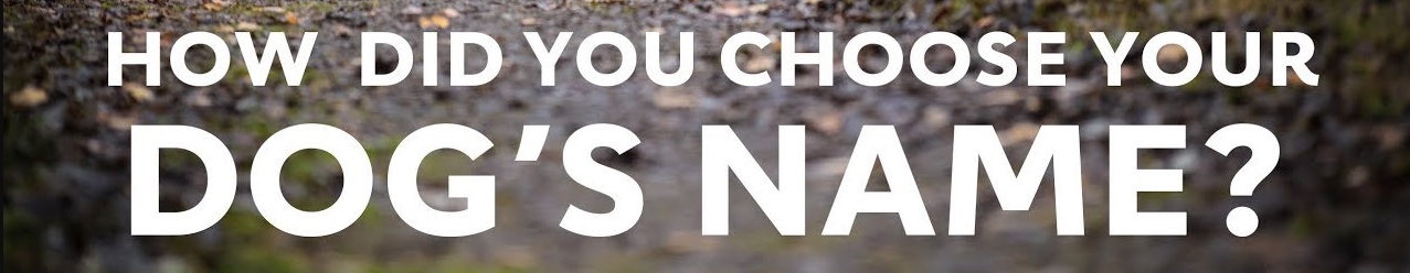 choose the perfect
name for your furry friend