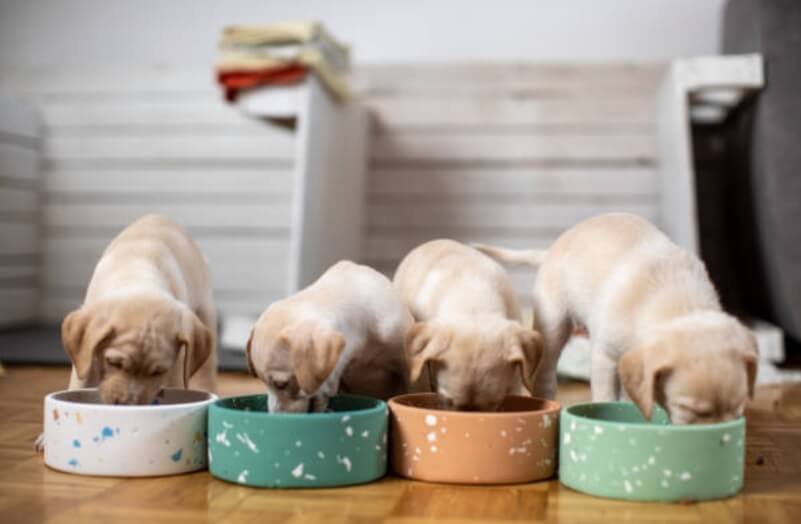 nutritional needs of puppies