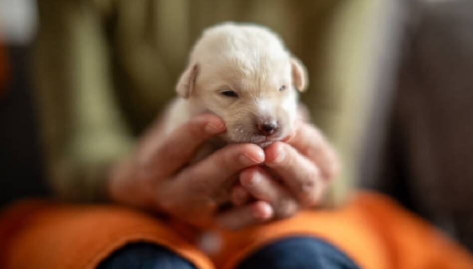How to Live the Best Life with Your Puppy